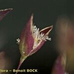 Antinoria agrostidea Floare