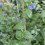 Pentaglottis sempervirensFlors