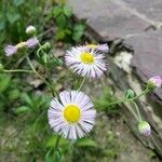 Erigeron philadelphicusKvet