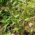 Epilobium palustre पत्ता