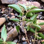 Croton insularis Habit