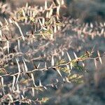 Vachellia drepanolobium Fulla