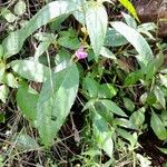 Impatiens baronii ശീലം