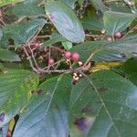 Frangula caroliniana Fruit