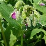 Tinantia erecta Blüte