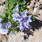 Campanula isophylla Flower