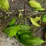Decumaria barbara Leaf