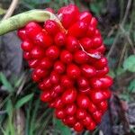 Arisaema dracontium Плод