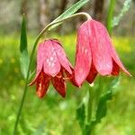 Fritillaria gentneri Žiedas