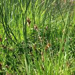 Carex subbracteata Habit