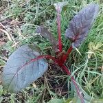 Beta vulgaris Elinympäristö