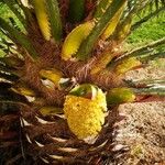 Chamaerops humilisAnders