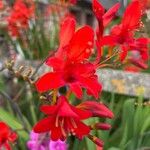 Crocosmia aurea Λουλούδι