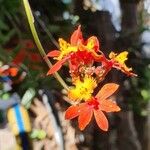 Epidendrum fulgens Lorea