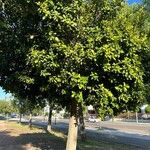 Ficus microcarpa Habit