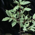 Prunus cornuta Hábito