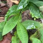 Phlox paniculata Foglia