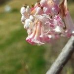 Viburnum farreriFlors