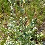 Verbascum undulatum Leaf