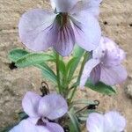 Viola arborescensFloro