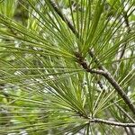 Pinus strobus 葉