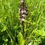 Orchis purpureaFlor