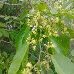 Guazuma ulmifolia Floare