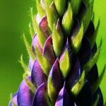 Lupinus polyphyllus Квітка