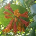 Lonicera ciliosa Flower