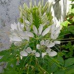 Cleome gynandra Květ