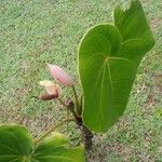 Anthurium faustomirandae Çiçek