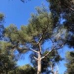Pinus halepensis Blatt