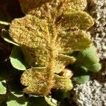 Asplenium ceterach Fruit