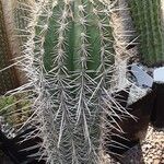 Pachycereus pringlei Yeri
