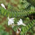 Angraecum distichum 花