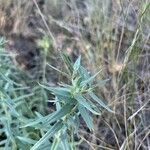 Lithospermum ruderale Blatt