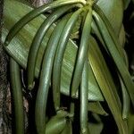 Vanilla planifolia Φρούτο