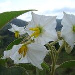 Solanum variabile 花