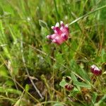 Trifolium depauperatum Hábitos