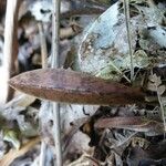 Eulophia maculata Leaf