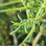 Gymnocarpos decander Hoja