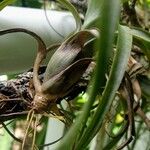 Tillandsia bulbosa چھال