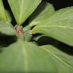 Euphorbia ritchiei Други