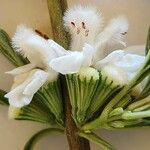 Leucas jamesii फूल