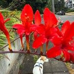 Crocosmia paniculata 花