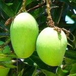 Mangifera indica Frucht