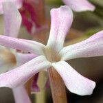 Phlox longifolia Bloem