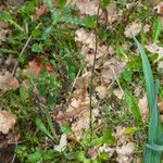 Saxifraga bulbifera 叶