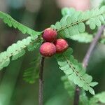 Haplocoelum foliolosum Fruit