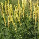 Astragalus asper Blüte